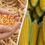 התקופה הטובה ביותר לזרוע תירס בשנת 2025: אל תחמיצו אותה