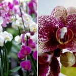 איך להכין סחלבים, גרניום, סיגליות לפרוח 365 ימים בשנה: מתכון