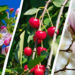 גננים שמו 8 עצים שאסור לגזום בסתיו