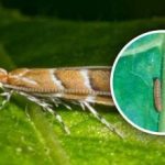 יש פלישת מזיקים חדשה באוקראינה: 80% מהיבול נמצא בסכנה, איך