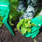 מתי לשתול תותים בסתיו כדי לאסוף דליים של פירות יער