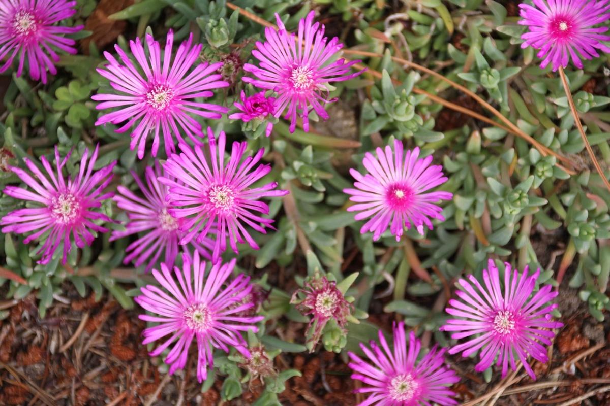 אילו פרחים לשתול על קבר / צילום pexels.com