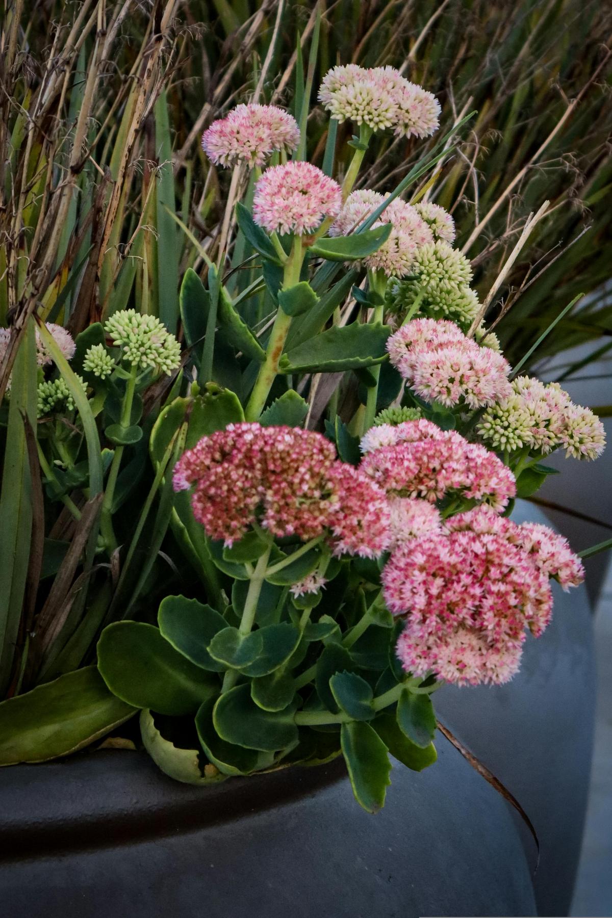 אילו פרחים לשתול בבית קברות כדי שיפרחו כל הקיץ / photo pexels.com