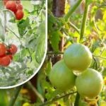 מאתיים גרם והם בשלים: הגנן שיתפה את השיטה המיושנת שלה