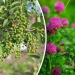 ואתה לא צריך תחזית מזג אוויר: אילו צמחים מבשרים גשם