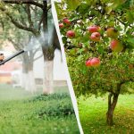 כנימות לעולם לא ייגעו שוב בעצי תפוח: פתרון יעיל של