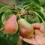 כיצד לגזום כראוי אגס כדי לקבל יבול ענק: עצות מגננים