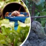 פעולה פשוטה באוגוסט: גנן שיתף כיצד להכין סלק מתוק ועסיסי