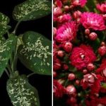 שלושה צמחים מקורים המושכים מזיקים לבית