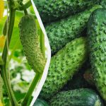 מלפפונים יחזיקו מעמד עד הכפור: אילו זנים ניתן לזרוע בספטמבר