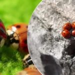 גדל והורד ממטוסים: אחרי ארבה, אוקראינה מותקפת על ידי מזיק