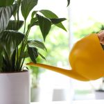 שושן השלום יפסיק להצהיב ותתעורר לחיים תוך שעות ספורות: שיטה