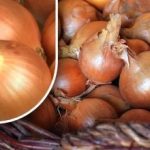 איך שומרים בצל כדי שלא ינבטו עד הקיץ: גנן מגלה