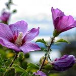 איך לגזום היביסקוס בצורה נכונה כדי לקבל שיח שופע