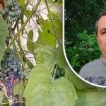 טריק פשוט לבציר טוב: הגנן חשף את האויב העיקרי של