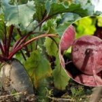 מתי לקצור סלק ב-2025: שני סימנים לירק בשל נקראו