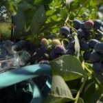 אוכמניות יעמדו בכל כפור: הגנן חשף את סודות הסתיו העיקריים