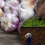 שום חורף לא אוהב את זה: גנן גילה את הסוד