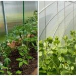 קציר שיא יפתיע אפילו את השכנים: איך להרטיב במהירות את