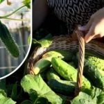 שיחי מלפפון מתעוררים לחיים: תרופה זולה שמאריכה את הפרי עד