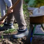 לוח זריעה לספטמבר 2025: מה צריך לעשות בגינה