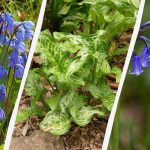 נורות מסוכנות: 5 צמחים שאסור לשתול בגינה