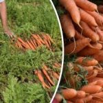 כיצד לקבוע שהגזר בשל – הימים הטובים ביותר לקציר