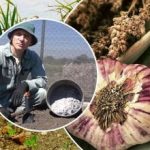 שום יגדל בצעדי ענק: איך להכין מיטות בסתיו