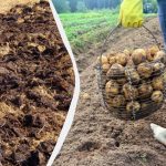 מה לקבור באדמה מתחת לתפוחי אדמה בסתיו: בקיץ תקצור יבול