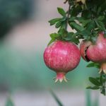 אתה יכול לגדל עץ רימון בבית: מומחים אומרים לך בדיוק