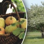 לא כדאי לכרות: איך להצעיר עץ תפוח ישן