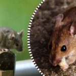 חולדות ועכברים יברחו וייעלמו לנצח אם תשאירו עבורם מוצר אחד