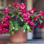 איך להאכיל עץ חג המולד כך שהוא פורח בצורה מפוארת: