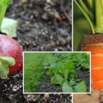 גינת ירק בספטמבר: מה לזרוע כדי ליהנות מעשבי תיבול וירקות