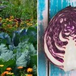 למה כרוב קמל בגינה: הכל קשור לשכנים שלו