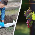 עם סימן זה על המדחום, אתה צריך לכסות את הענבים: