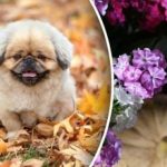 לוח שנה זריעה לנובמבר 2025: מה אתה צריך לשתול בזמן