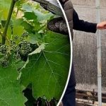 איך לא לגזום ענבים: טעויות שגורמות לך לאבד את הבציר