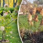 גיזום לא נכון "גונב" גודל: איך לגזום הידראנגאה לפריחה שופעת