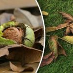 מה לעשות עם עלי אגוז בסתיו: דרכים שימושיות להשתמש בהם