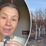 סיבה שרק מעטים יודעים: למה להלבין עצים בסתיו?