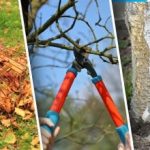 איך להכין את הגינה לחורף: שבע טעויות סתיו שעלולות להרוס