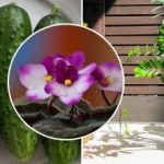 מדוע פרחים קנויים בחנות קמלים בבית: כל הסוד הוא בהאכלה,