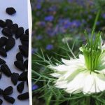 מדענים יפנים עקבו אחר האופן שבו כמון שחור משפיע על