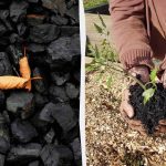 4 דרכים מפתיעות להשתמש בפחם בגינה