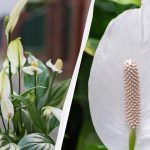 Spathiphyllum יפרח במשך שנים אם תרחיק אותו ממקום אחד בסתיו