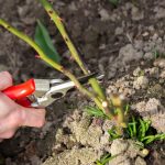 אילו צמחים תמיד כדאי לגזום בדצמבר: גננים בשם 10