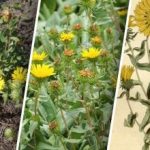 צמח מסוכן מתפשט ברחבי אוקראינה: מה ידוע עליו