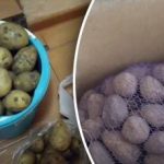 הסוד לאחסון מושלם: פריט אחד ישמור על טריות תפוחי האדמה