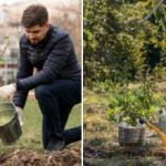 מתי הזמן הטוב ביותר לשתול עצים: מומחים נתנו תשובה ברורה